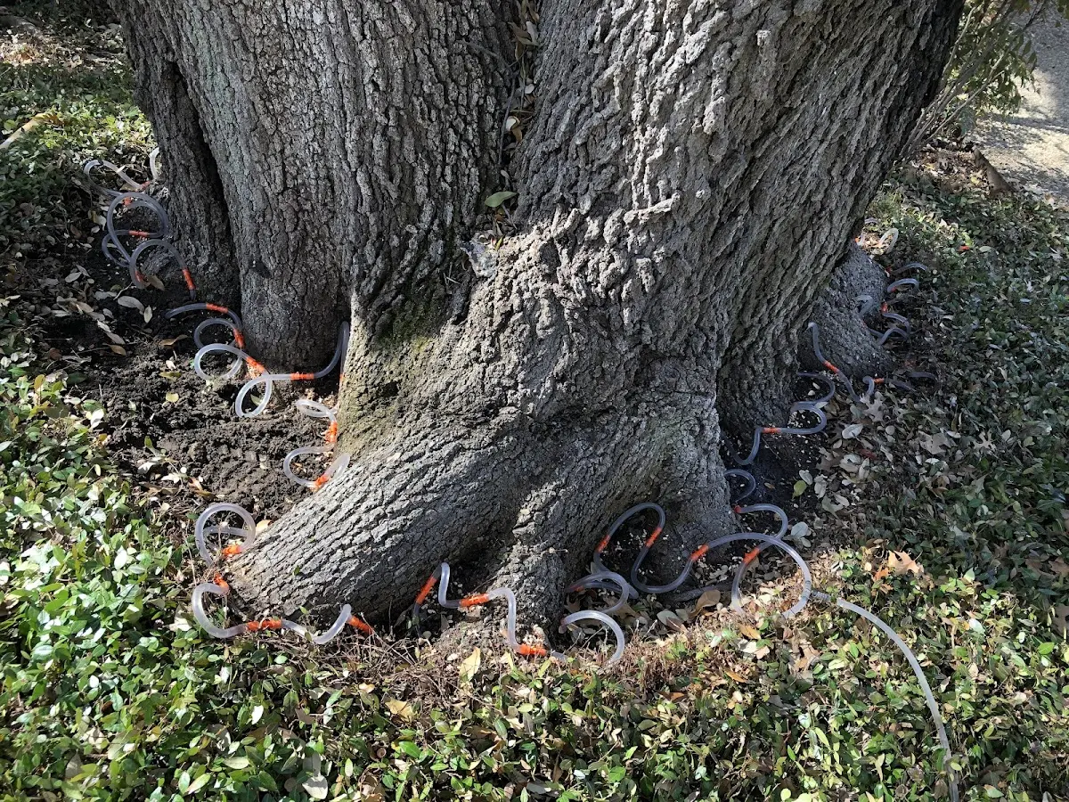 Detailed Shrub and Hedge Trimming job site in Pilot Mountain