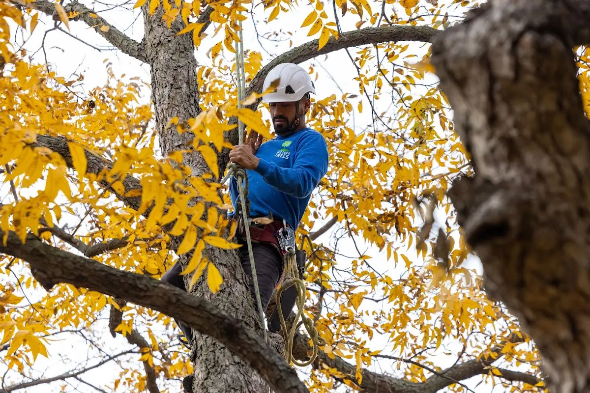 Skilled Storm Damage Cleanup crew working in Pilot Mountain